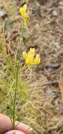 Image of pineneedle toadflax