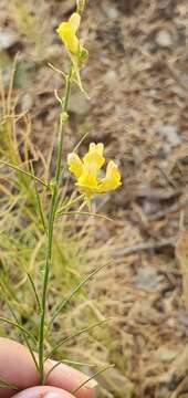 Plancia ëd Linaria pinifolia (Poir.) Thell.