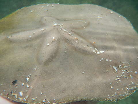 Image of Sand dollar