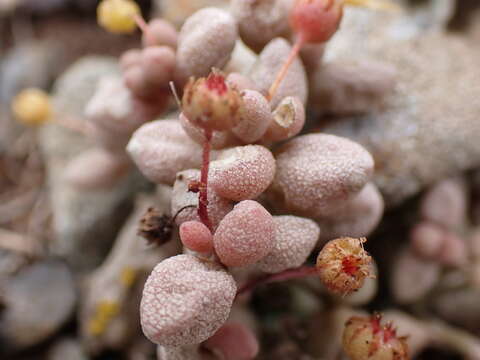 Image of Monanthes laxiflora (DC.) Bolle