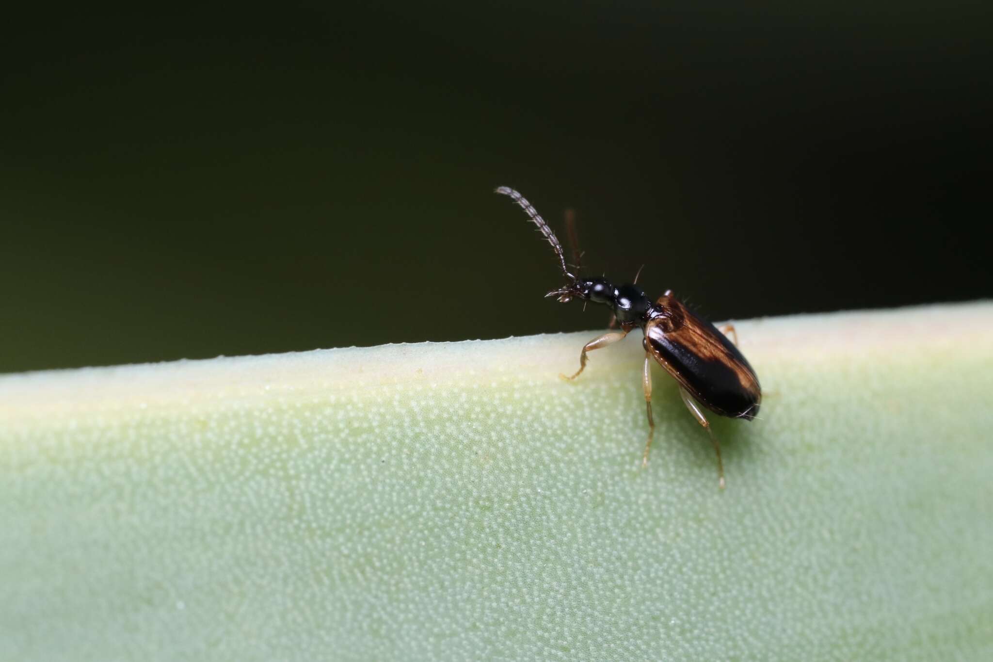 Imagem de Pentagonica vittipennis Chaudoir 1877