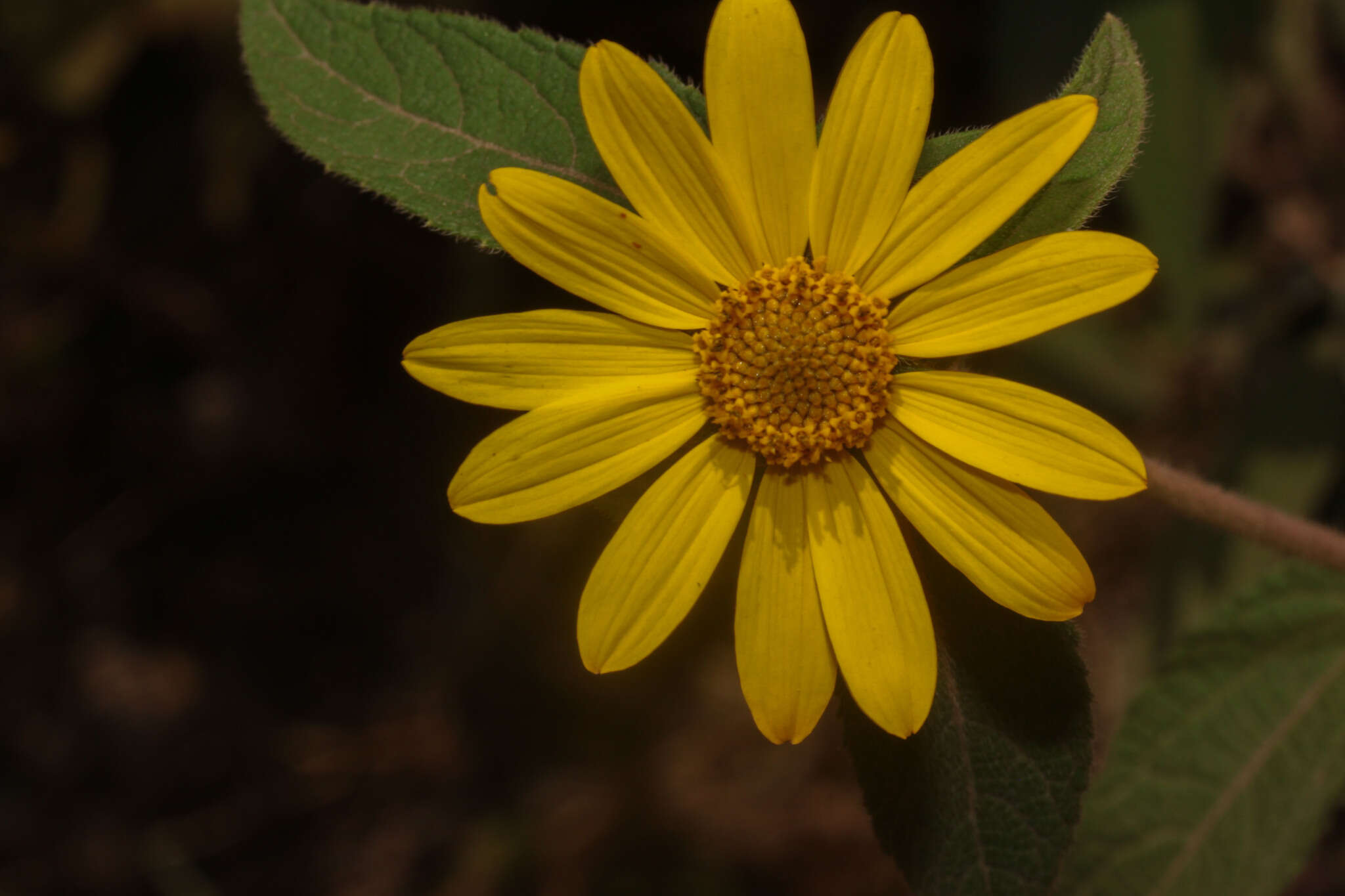 Image of Dimerostemma asperatum Blake