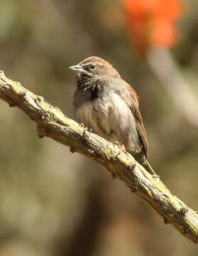 Image of Five-striped Sparrow