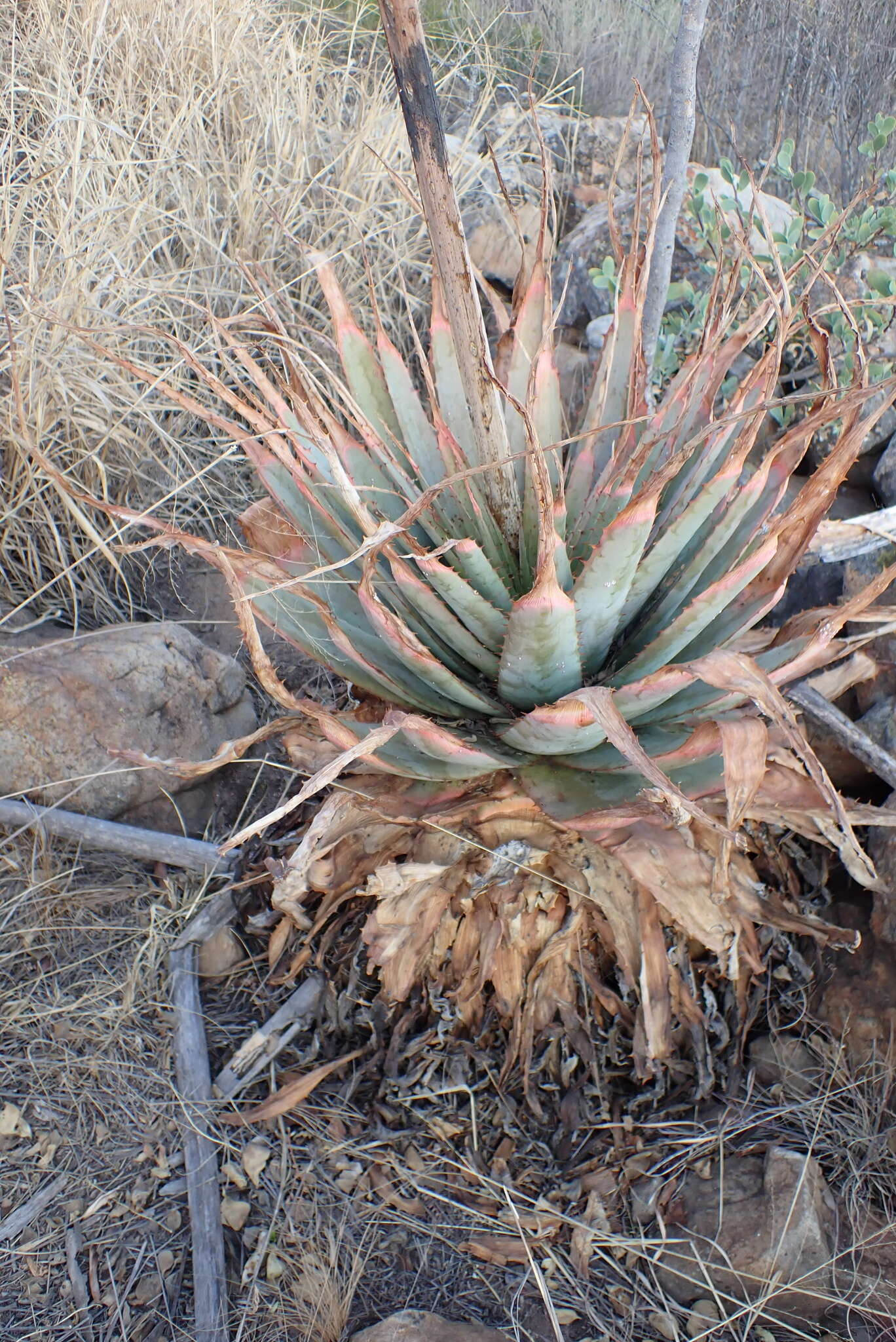 Image of Pretoria aloe