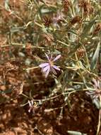 Image of gray aster