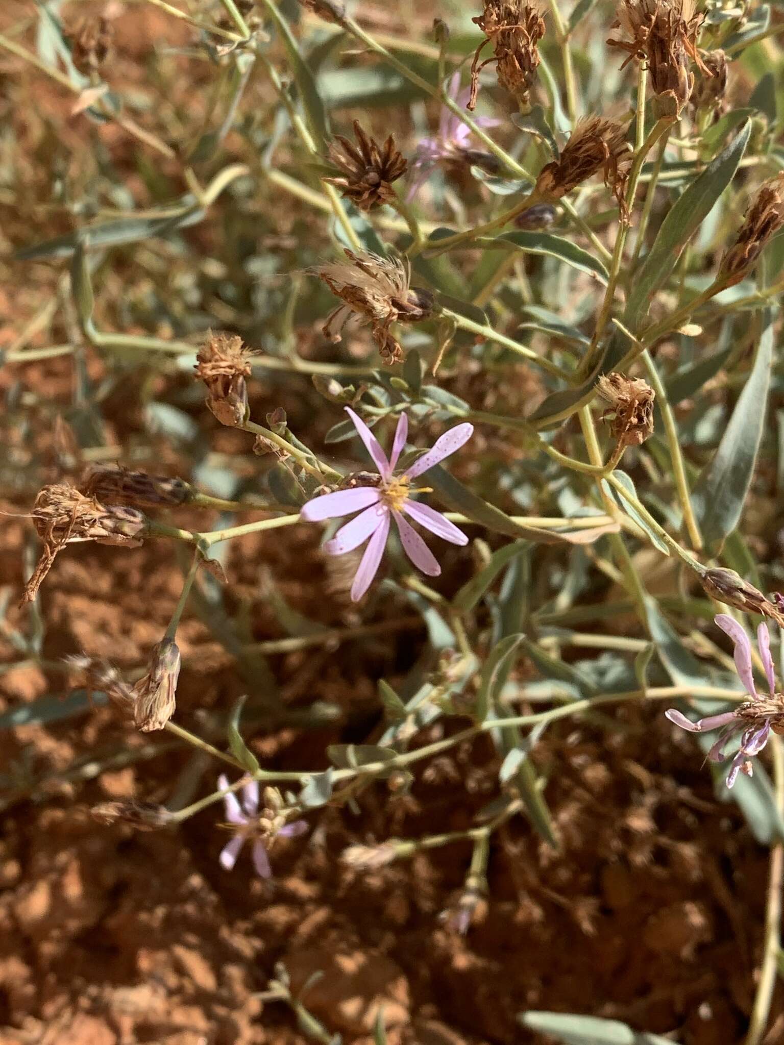 Image of gray aster