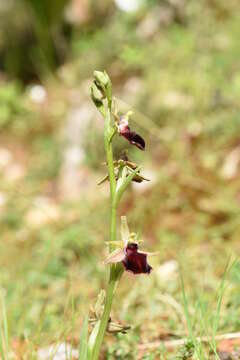 Image of Ophrys sphegodes subsp. helenae (Renz) Soó & D. M. Moore