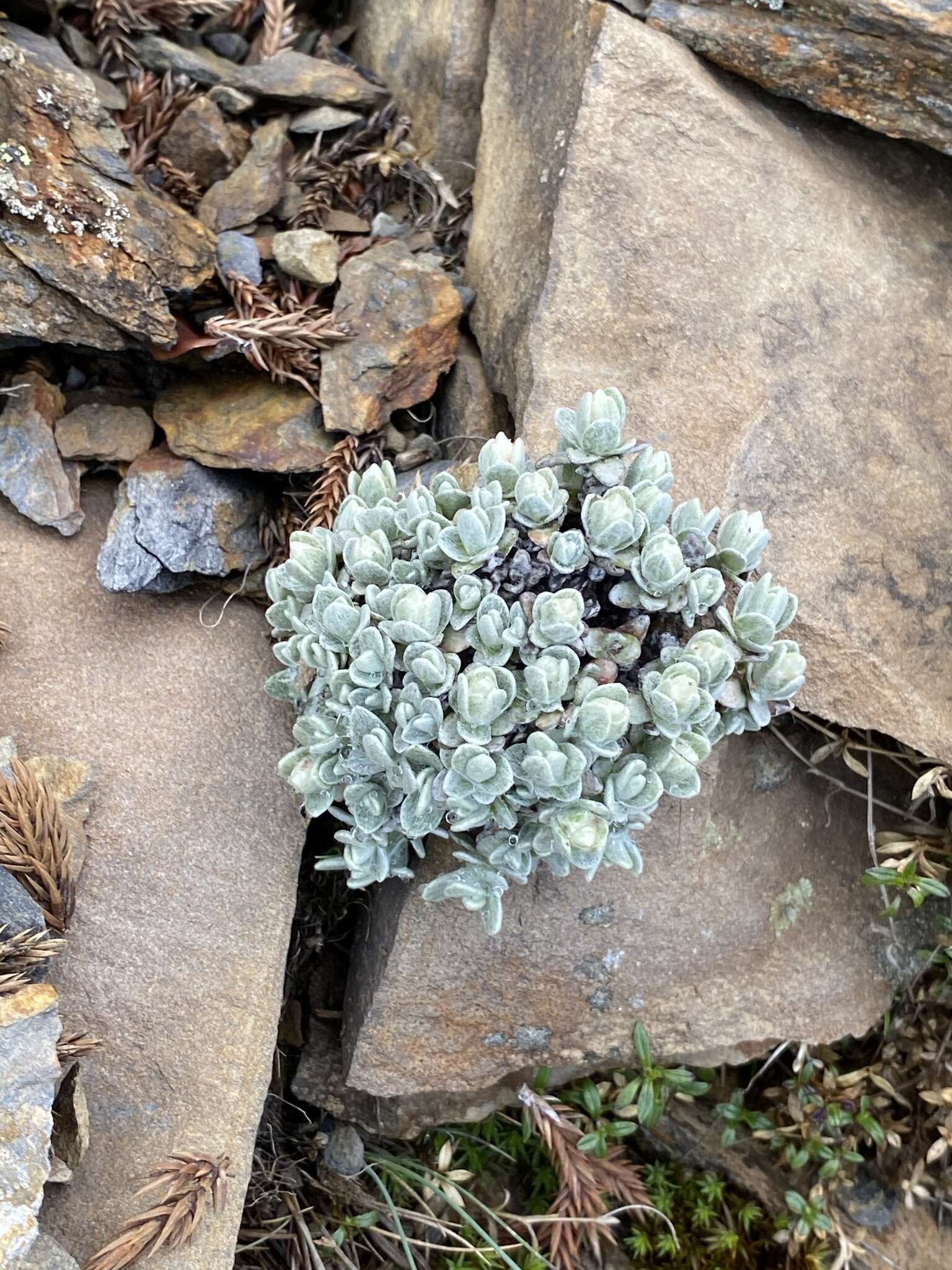 Plancia ëd Anaphalis nepalensis (Spreng.) Hand.-Mazz.