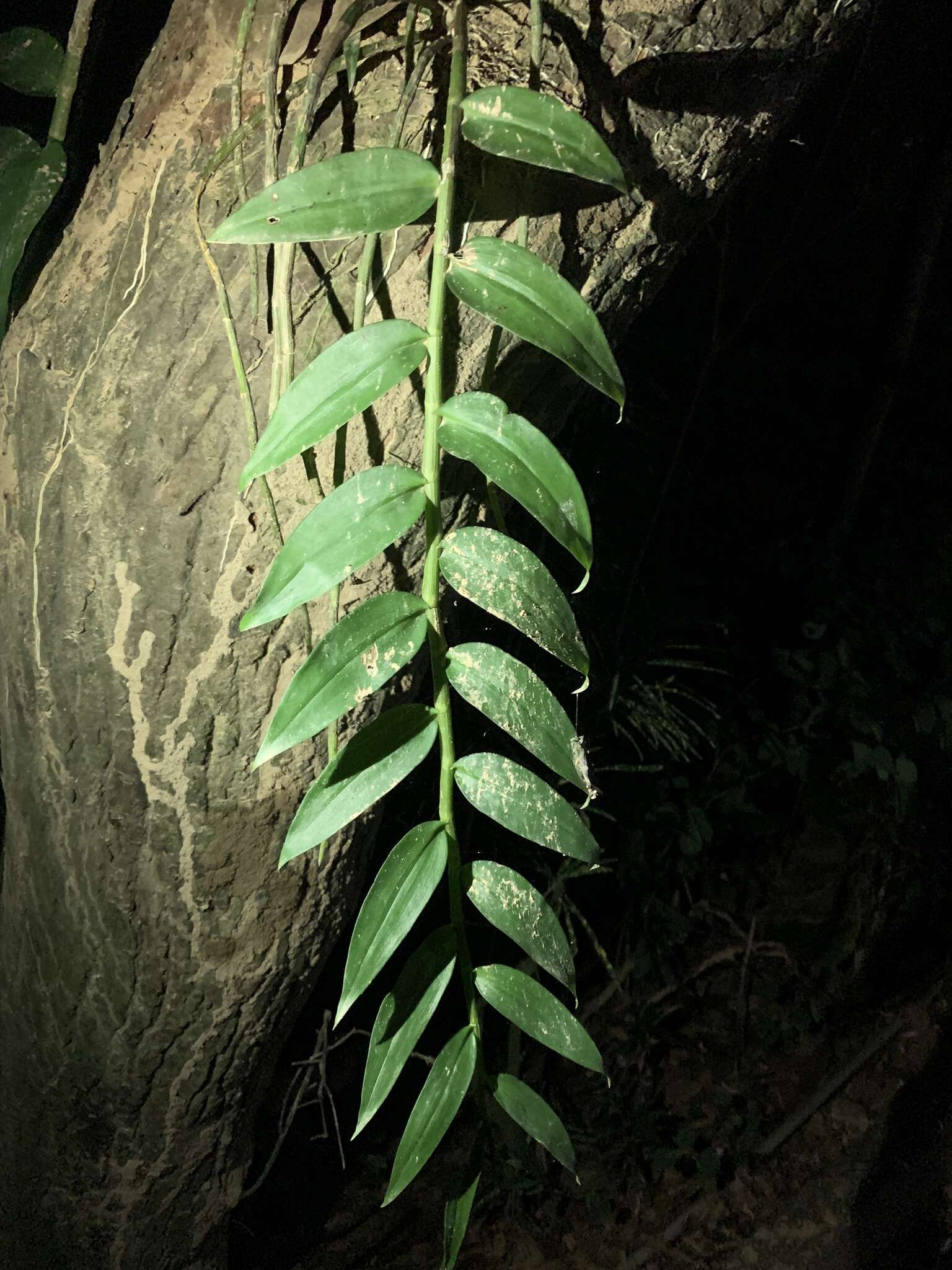 Plancia ëd Dendrobium anosmum Lindl.