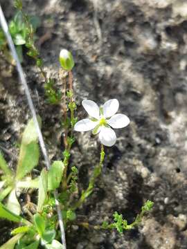 Image of knotted pearlwort