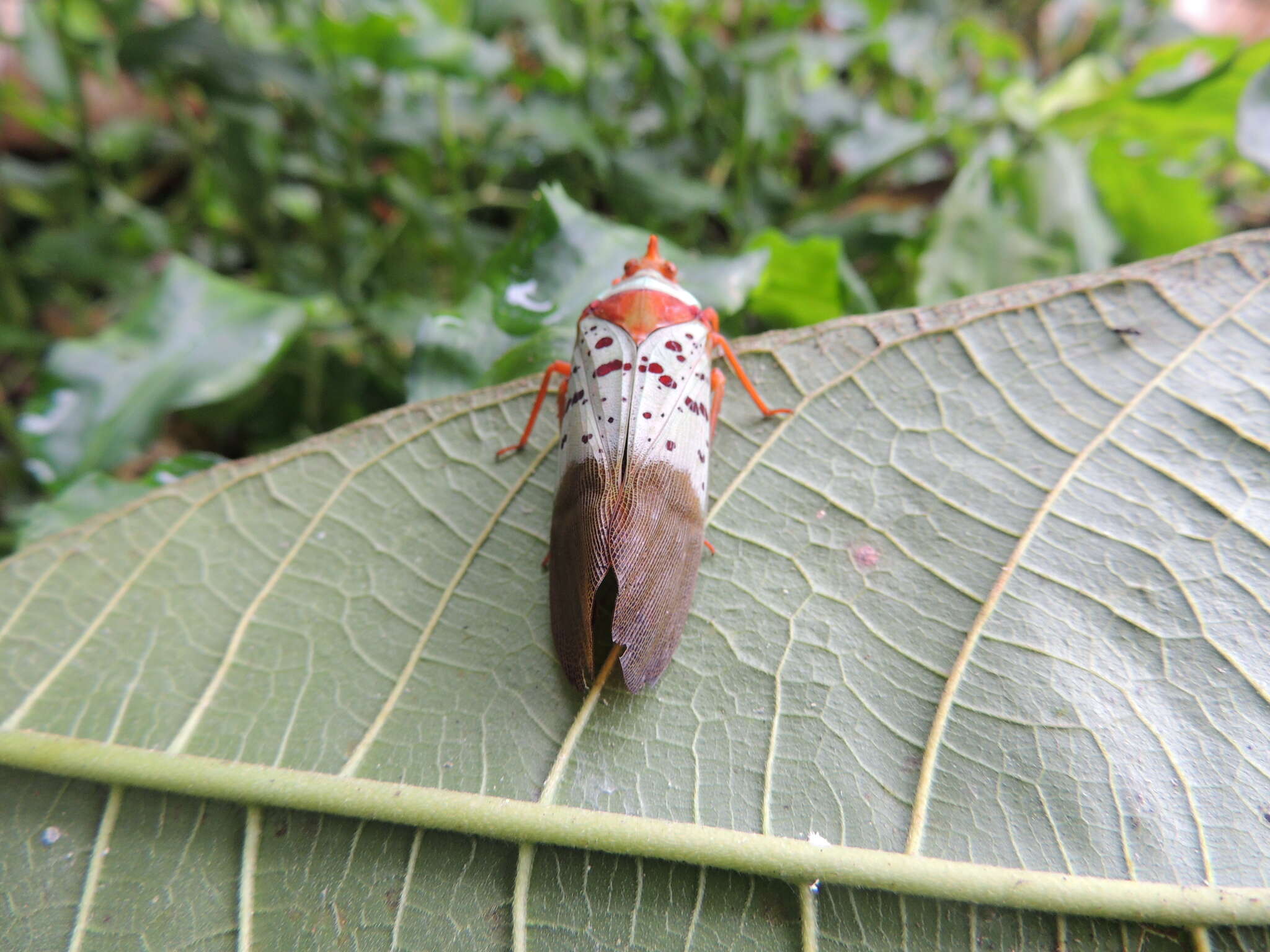 Image of Copidocephala guttata (White 1846)