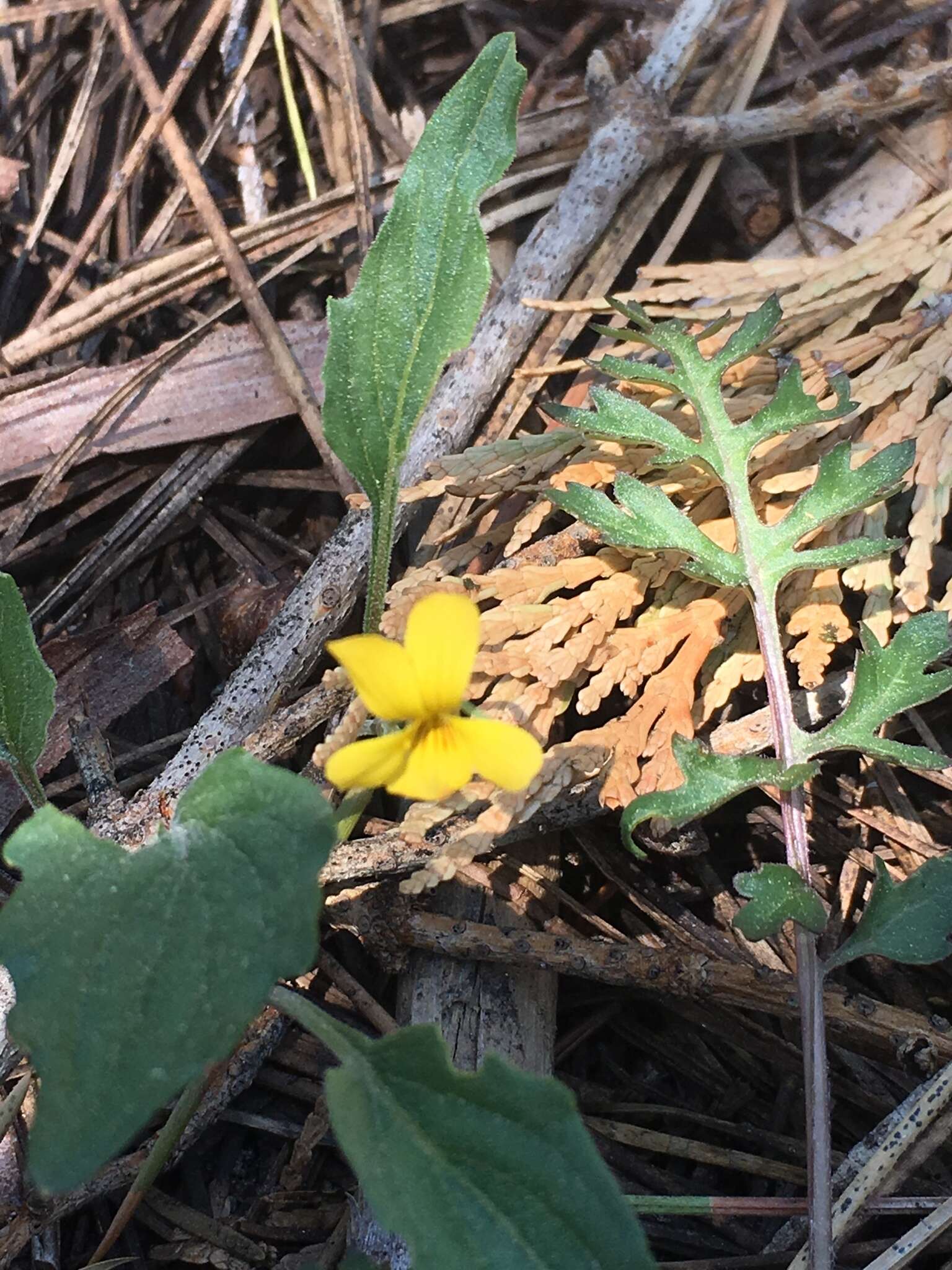 Image of goosefoot yellow violet