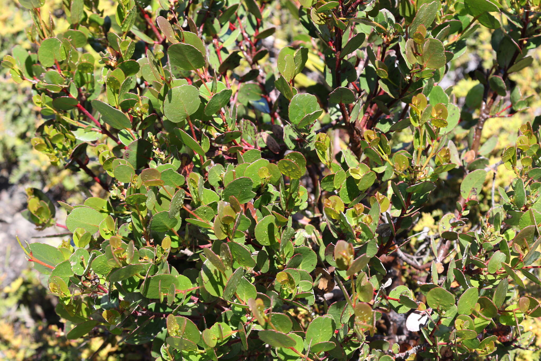 Image of Eucalyptus subcrenulata Maiden & Blakely