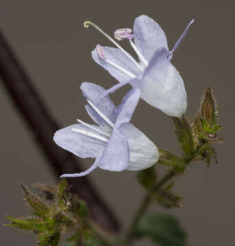 Imagem de Strobilanthes diandra (Nees) Alston