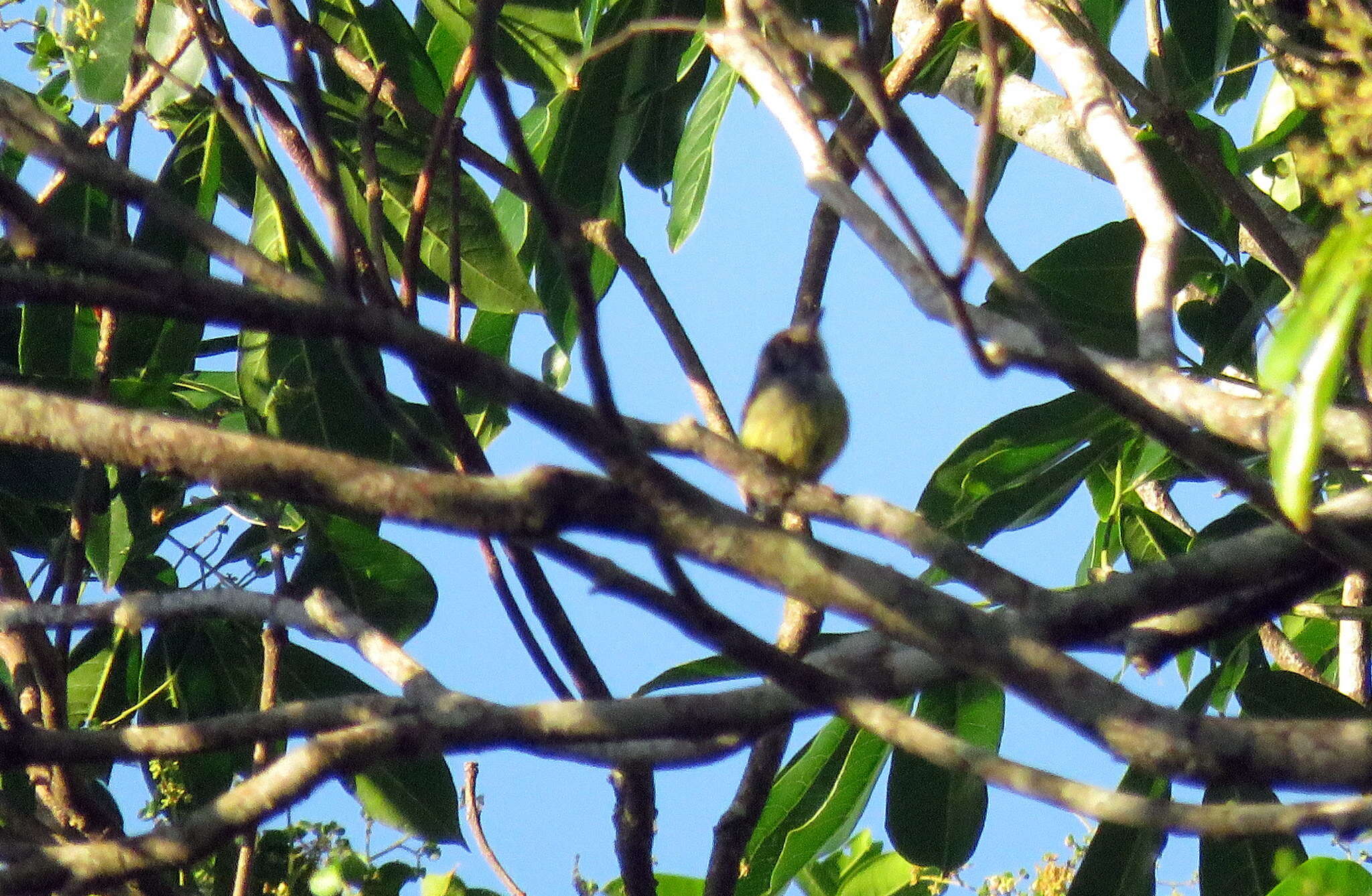 Image of Eared Pygmy Tyrant