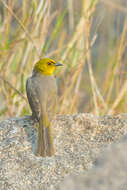 Image of Yellow-throated Bulbul