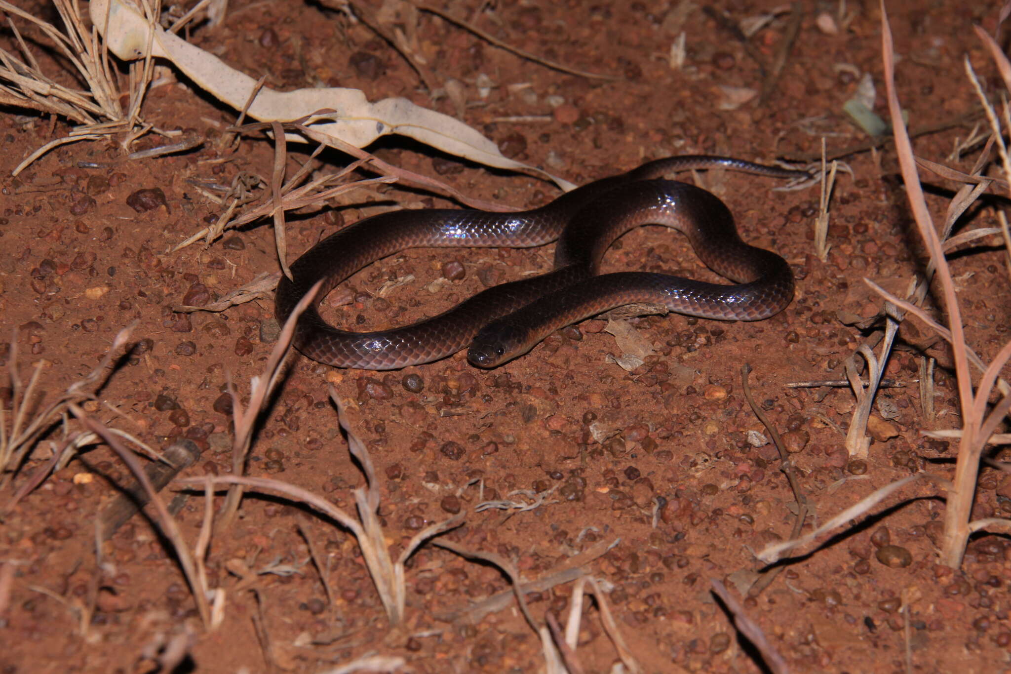 Image of Northern Small-eyed Snake