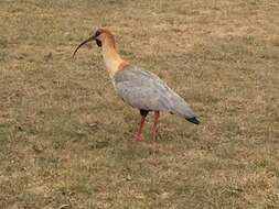 Image of Black-faced Ibis