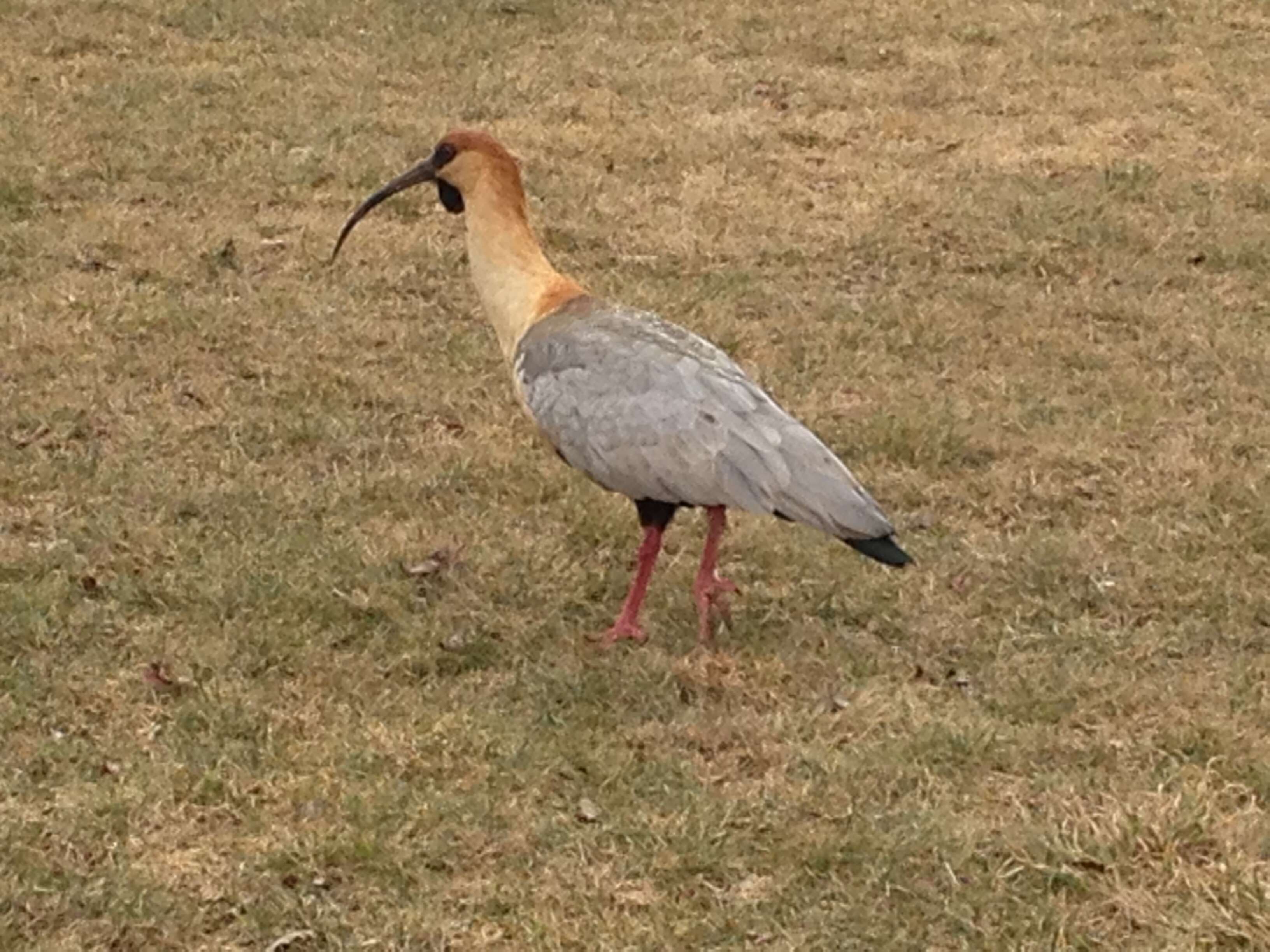 Image of Black-faced Ibis