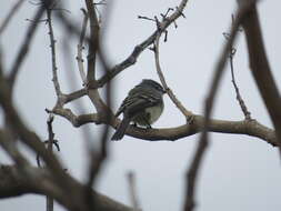 Image of White-crested Tyrannulet