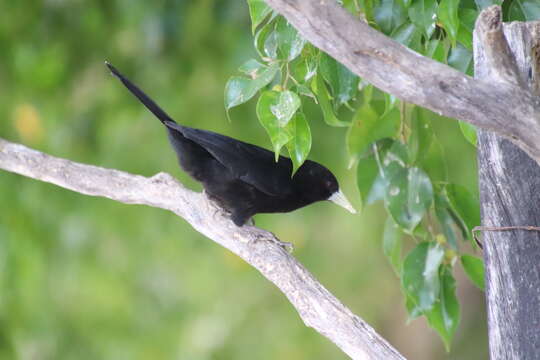 Image of Solitary Black Cacique