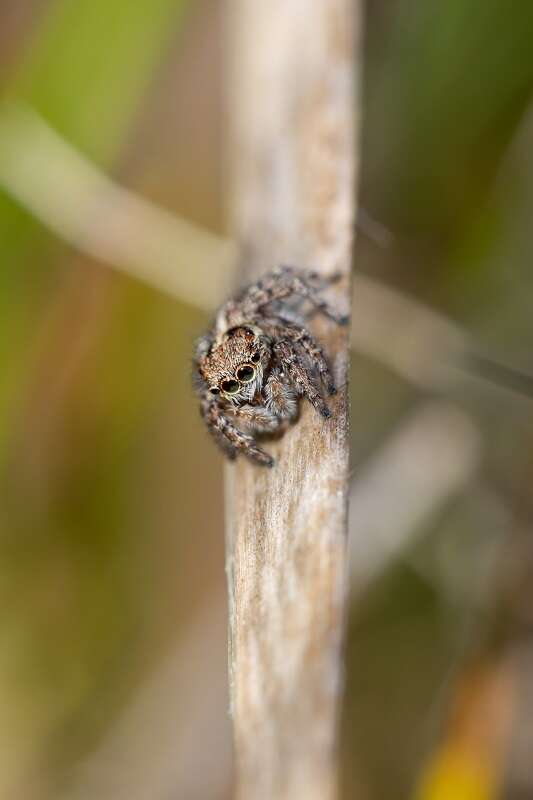 Image of Maratus speciosus (O. Pickard-Cambridge 1874)