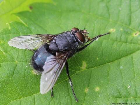 Image of Calliphora uralensis Villeneuve 1922