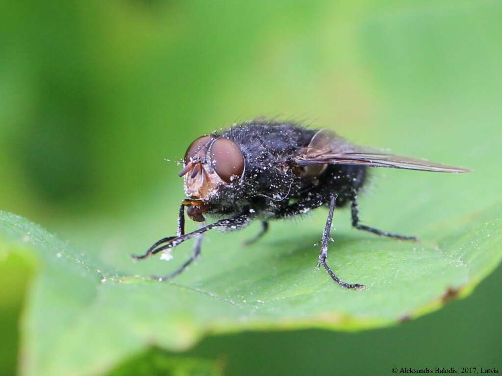 Calliphora uralensis Villeneuve 1922的圖片