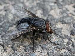 Image of Blue blowfly