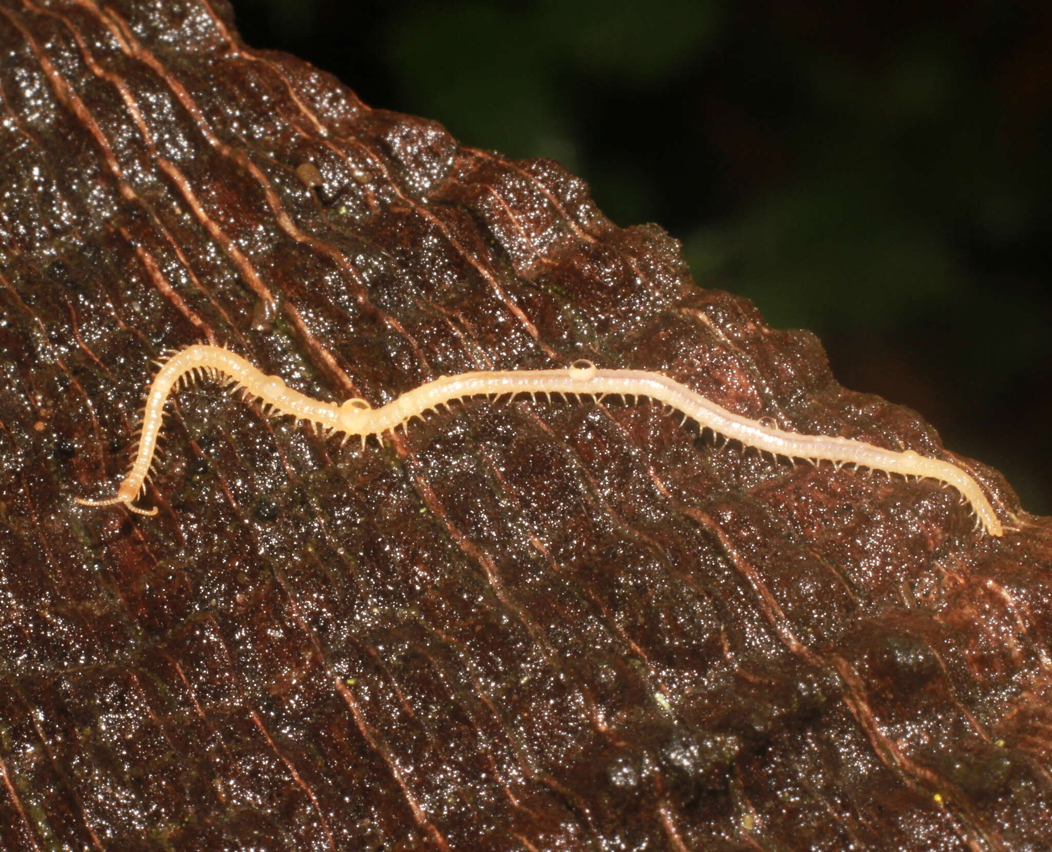 Imagem de Haplophilus subterraneus (Shaw 1794)