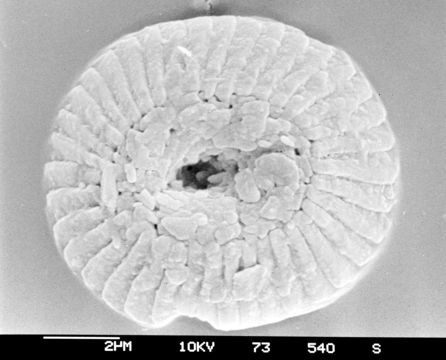Image of Coccolithus