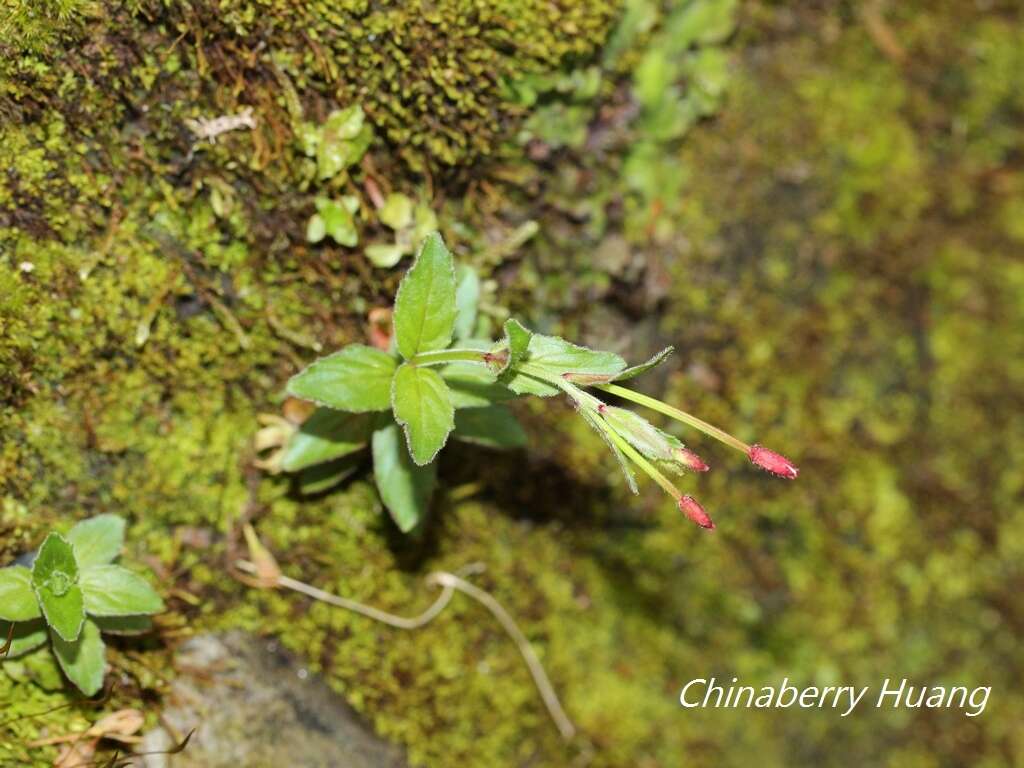 Image de Epilobium amurense Hausskn.