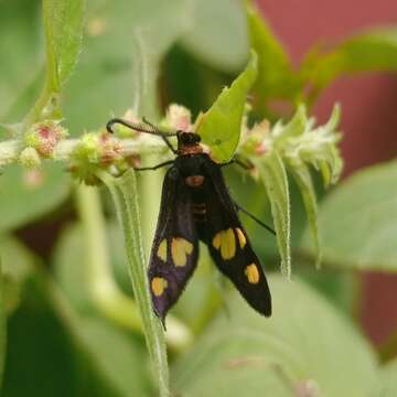 Image of Thyrassia subcordata Walker 1854