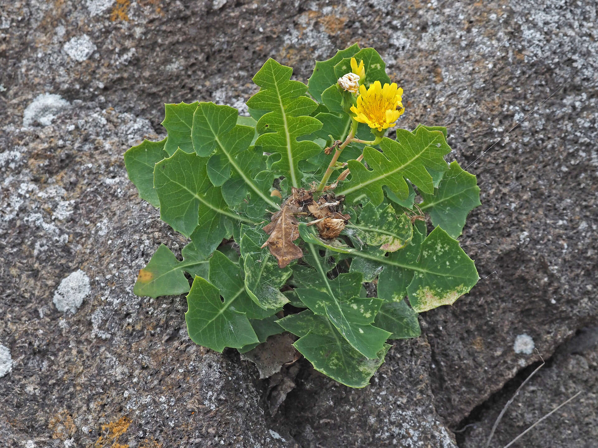 Image of Sonchus brachylobus Webb & Berth.