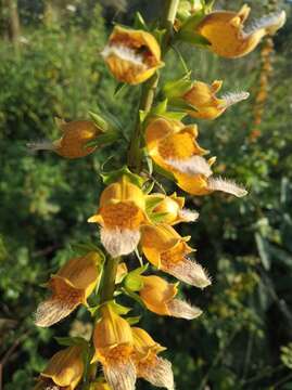 Imagem de Digitalis laevigata subsp. graeca (Ivanina) Werner