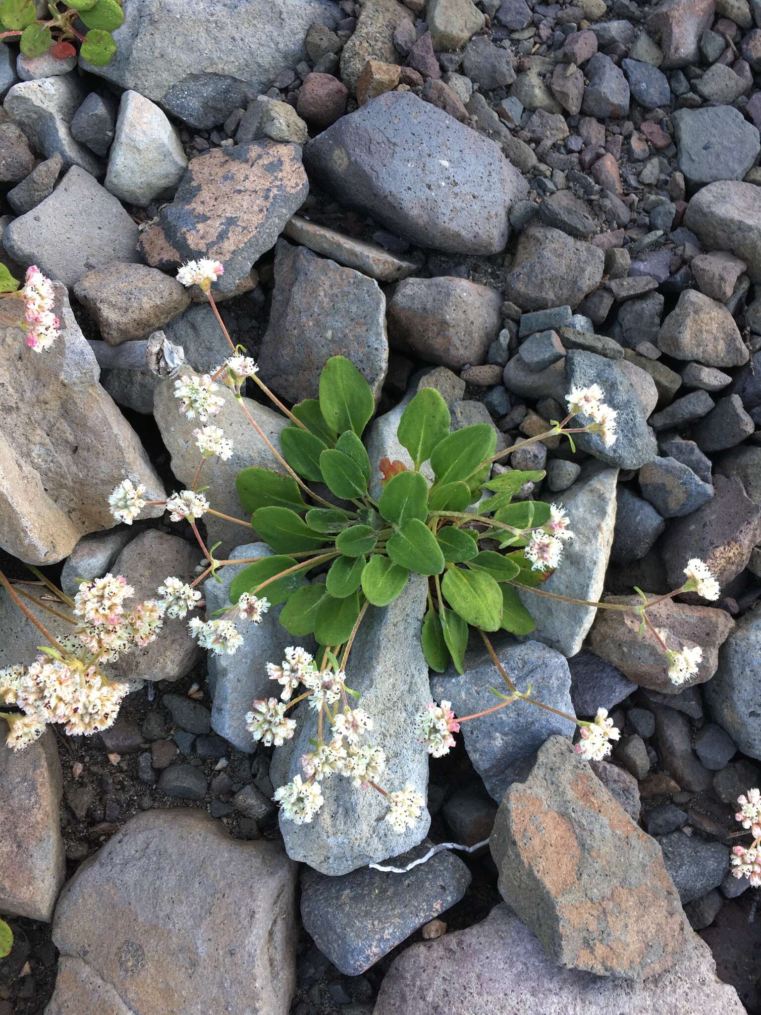 Image of Shasta buckwheat