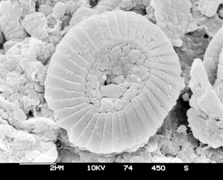 Image of Coccolithus