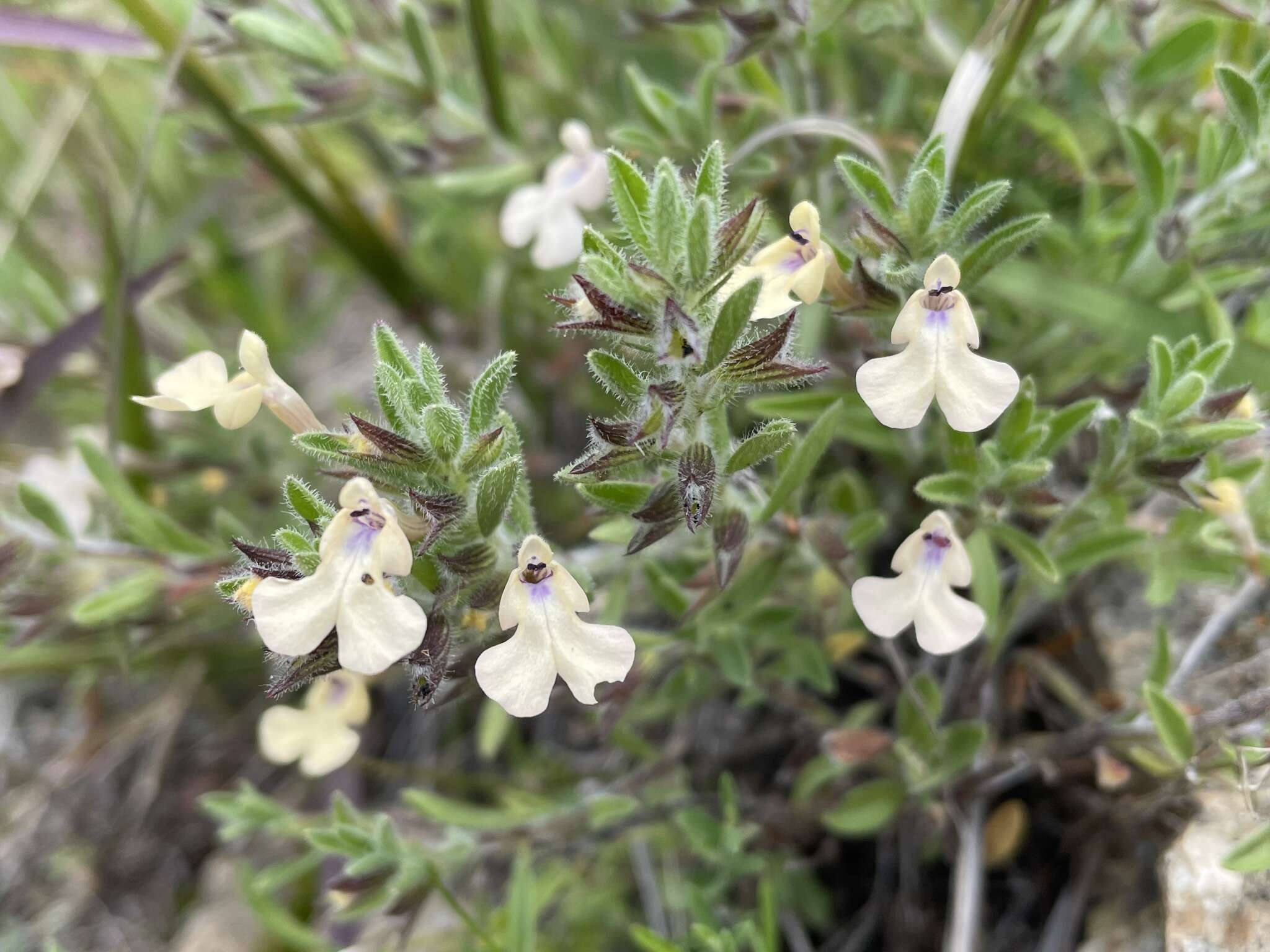 Imagem de Salvia axillaris Moc. & Sessé ex Benth.