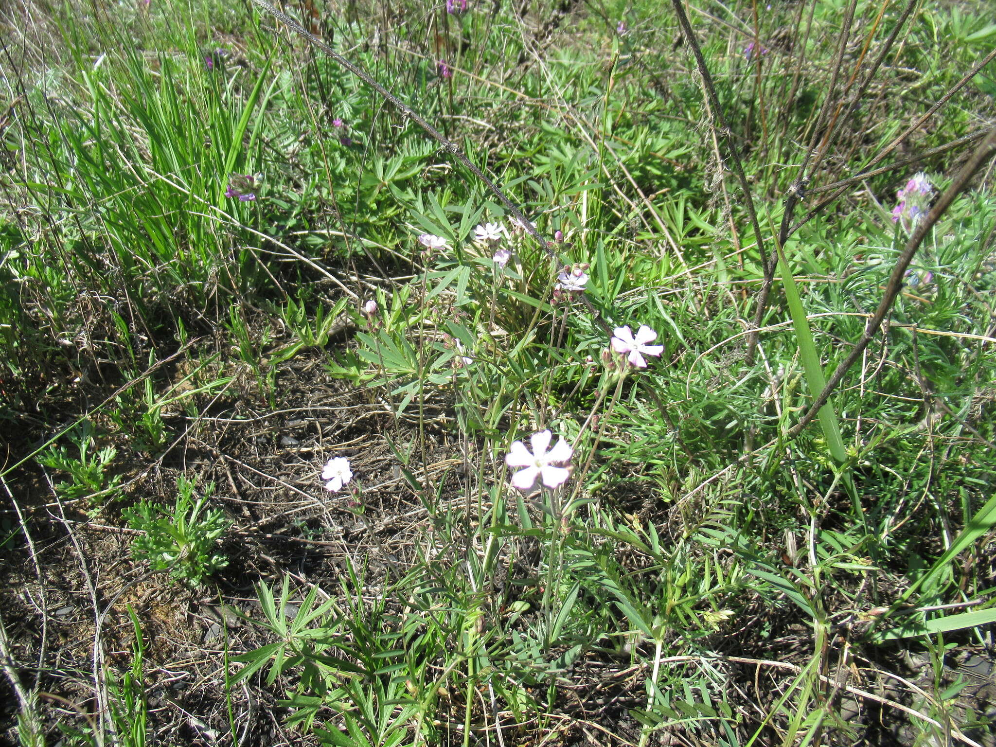 Image of Silene linnaeana V. N. Voroschilov