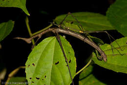 Image of Paraproscopia riedei Bentos-Pereira 2006