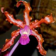 Image of laelia