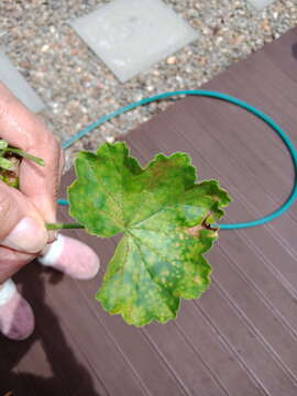 Image of Puccinia pelargonii-zonalis Doidge 1926