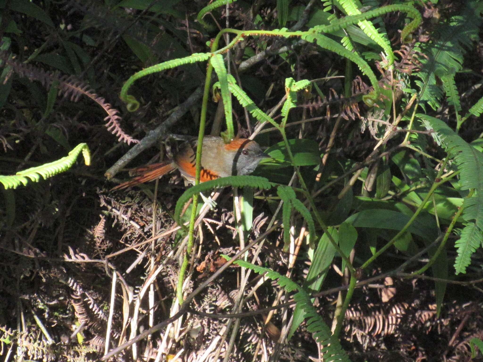 Image of Azara's Spinetail