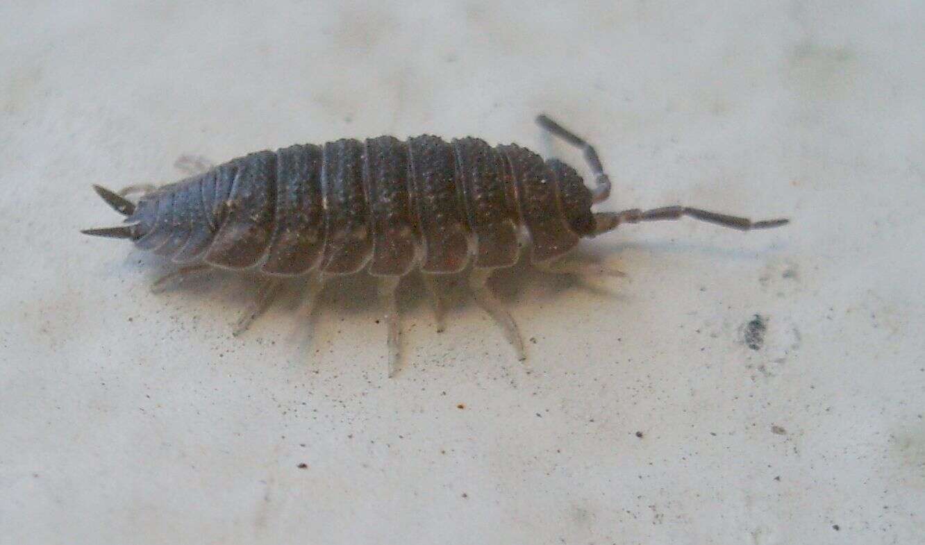 Image of common rough woodlouse