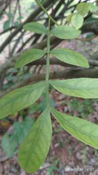 Image of Guioa pleuropteris (Bl.) Radlk.