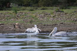 Image of Pink-backed Pelican