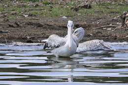 Image of Pink-backed Pelican