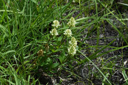 Image of Polygala adenophylla A. St.-Hil.