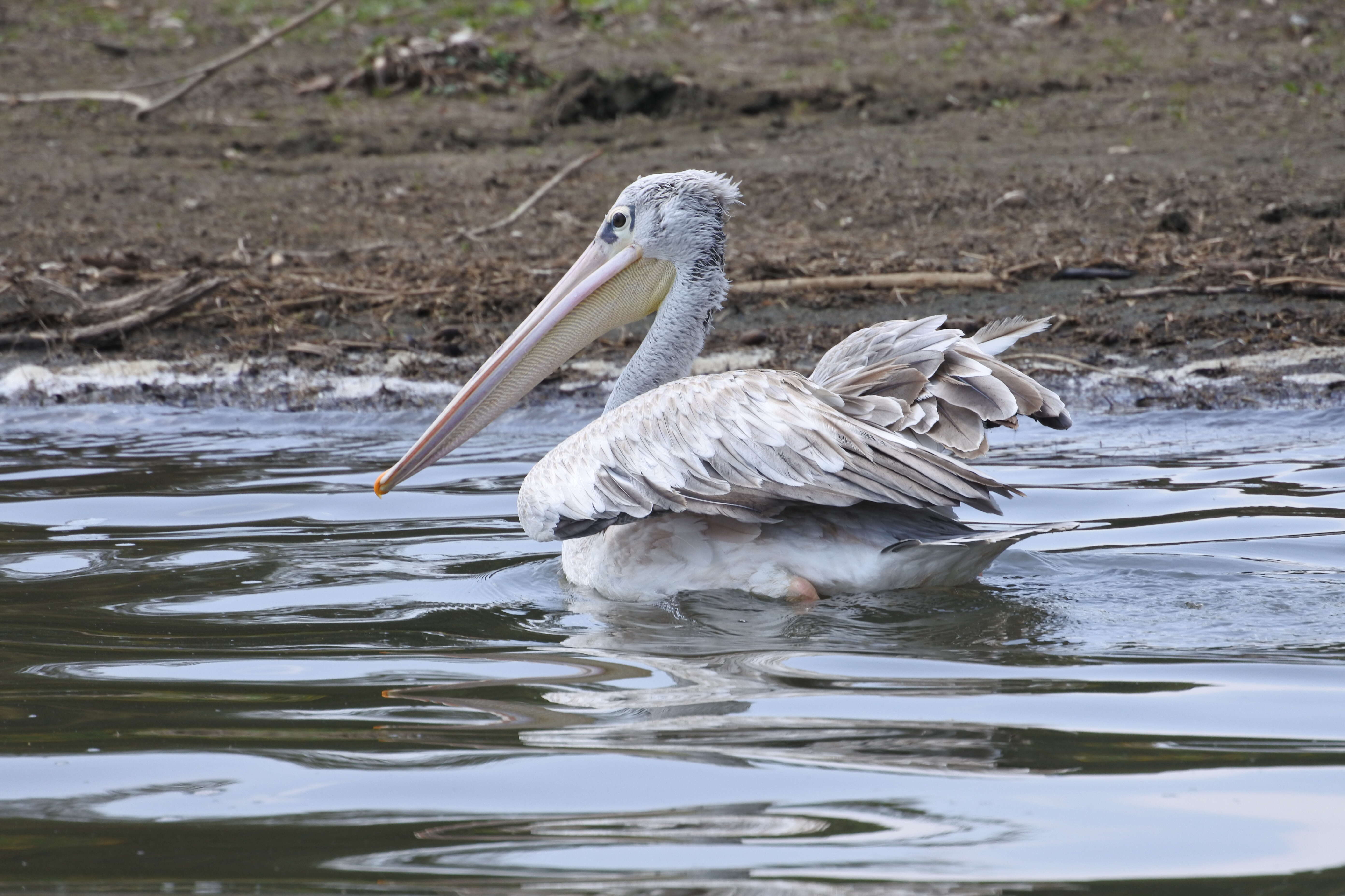 Image of Pink-backed Pelican