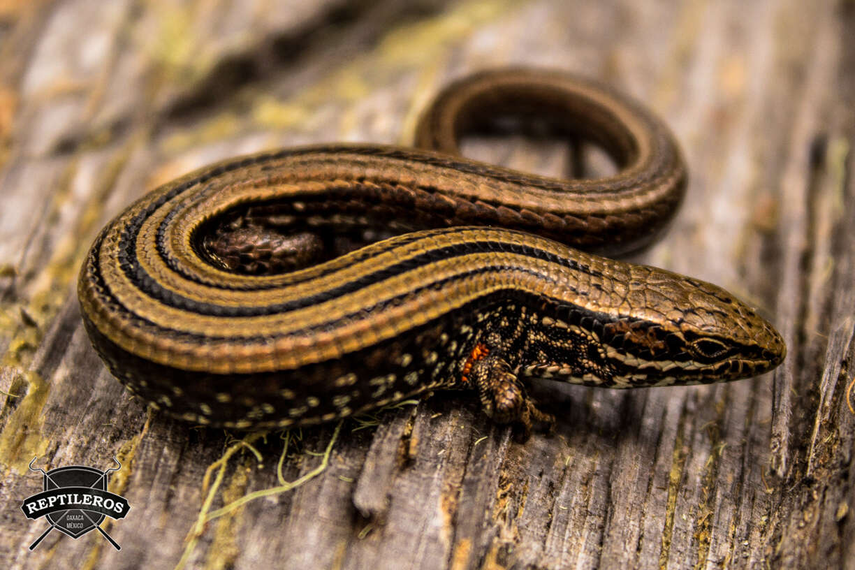 Plancia ëd Abronia viridiflava (Bocourt 1873)